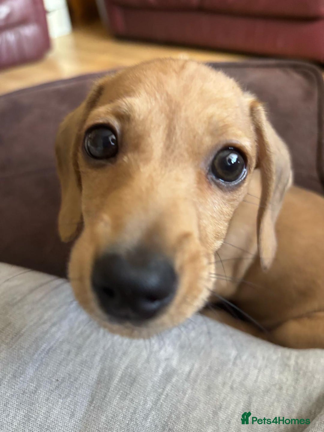 Miniature Dachshund dogs for sale: Stunning shaded cream girl  - Image 4