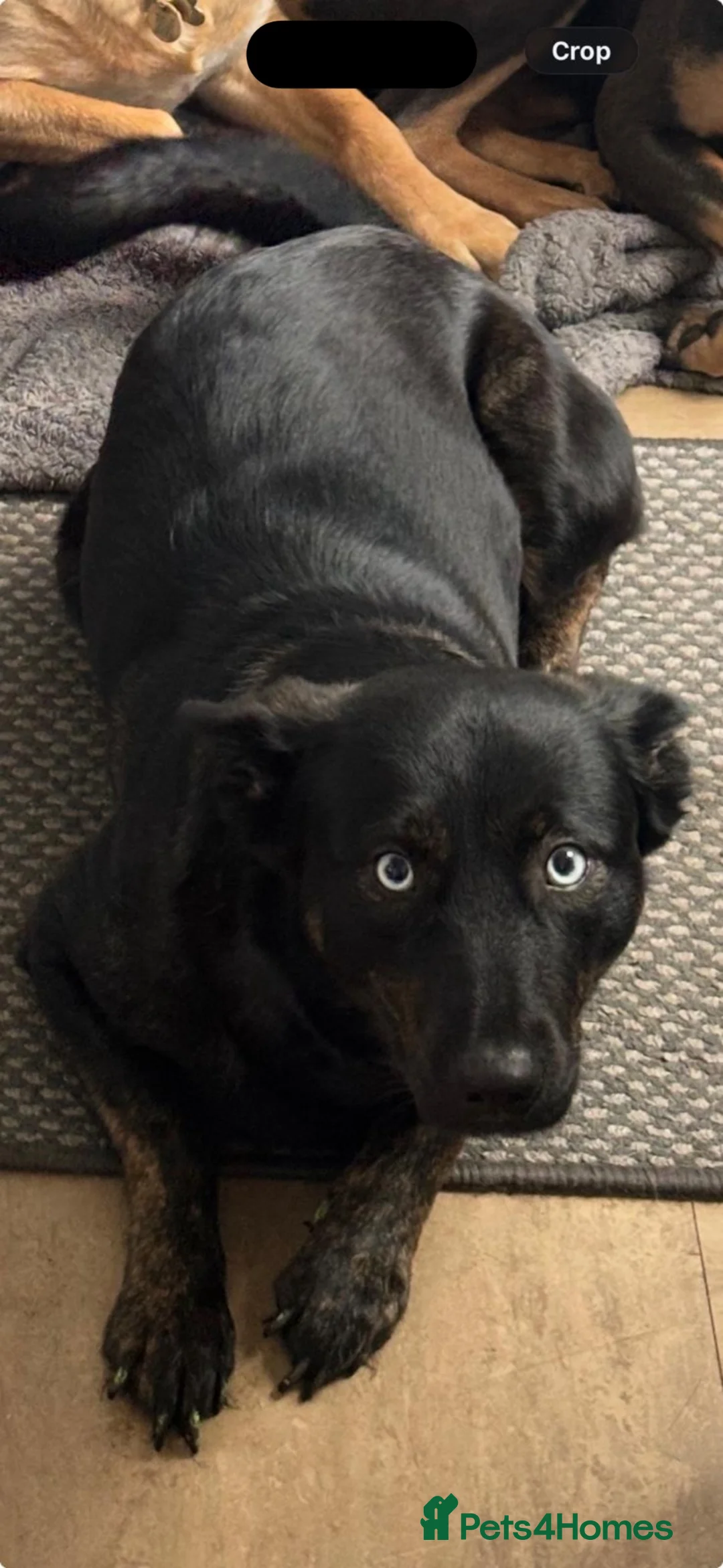Mixed Breed dogs for sale: Mr Nathan muir in Thetford - Advert 2