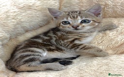 Mixed Breed cats for sale: GORGEOUS KITTENS  - Advert 14