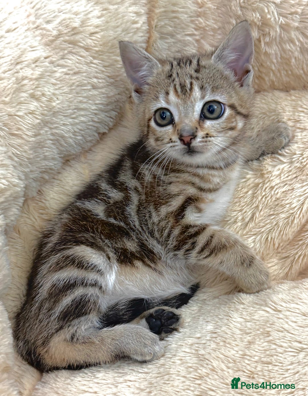 Mixed Breed cats for sale: GORGEOUS KITTENS  - Advert 14