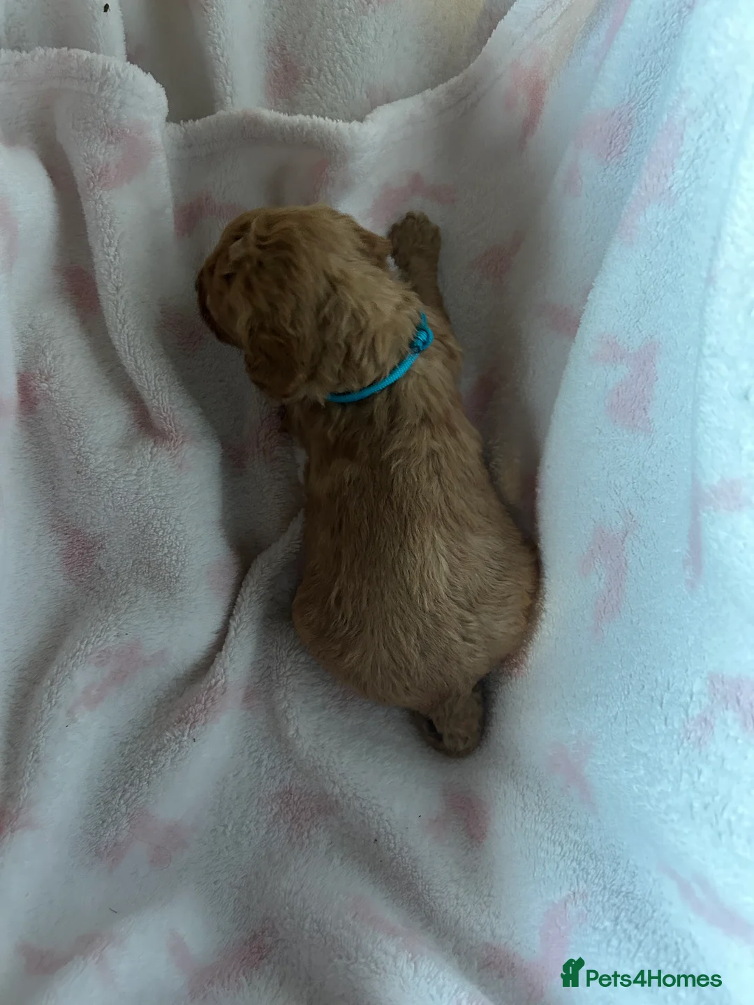 Cavapoo dogs for sale: Adventures of a curly cavapoo no further  - Advert 9