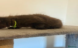 British Longhair cats for sale:  British longhair kittens 3 male 1 female  - Image 30