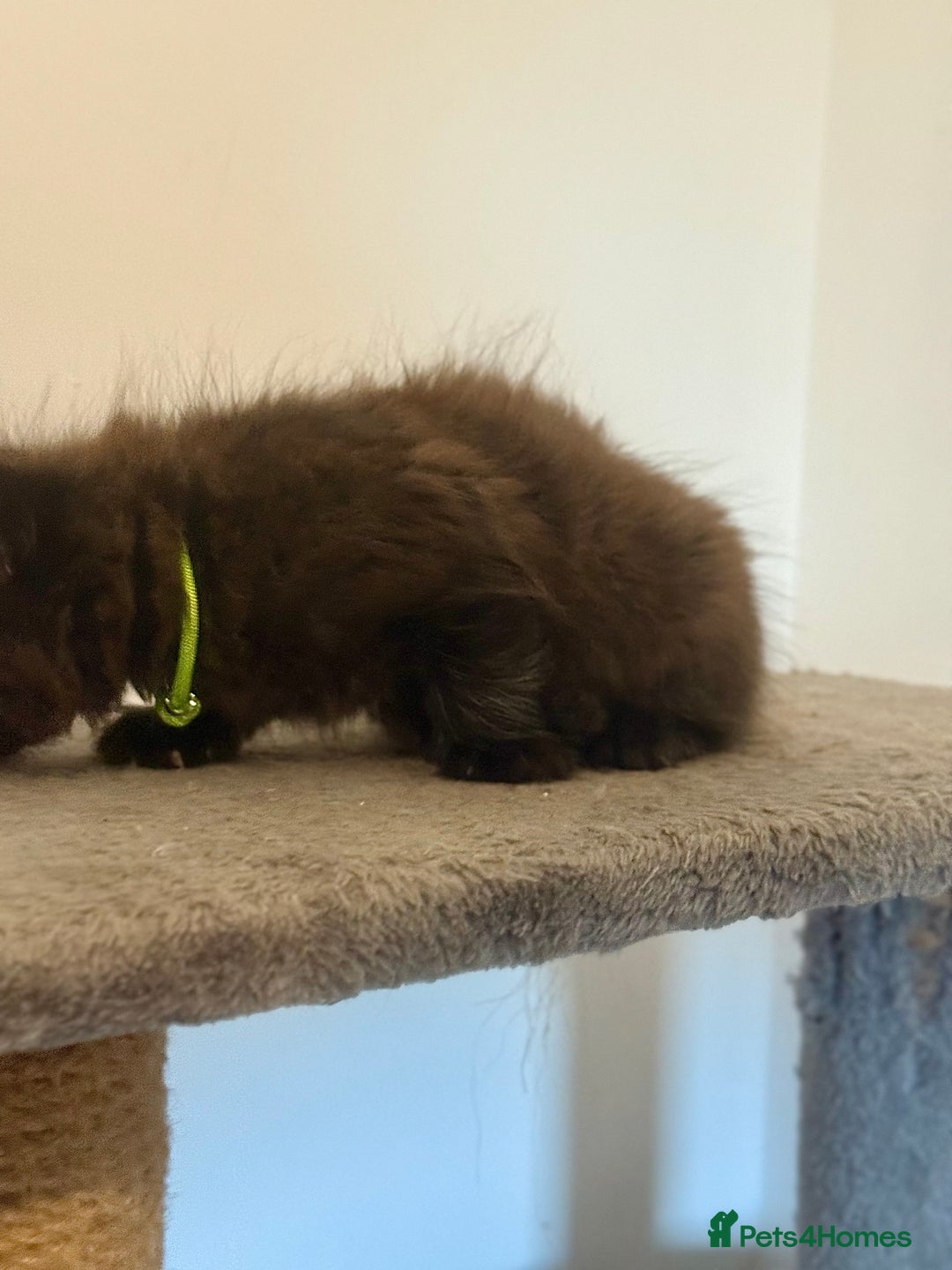 British Longhair cats for sale:  British longhair kittens 3 male 1 female  - Image 30