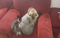 Persian cats for sale: Persian kittens  - Image 12