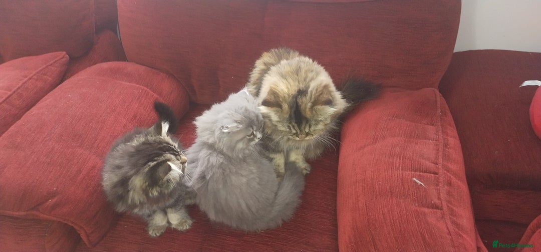 Persian cats for sale: Persian kittens  - Image 12
