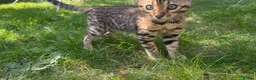Bengal cats for sale: TICA Registered Bengal Kitten - Stunning Rosettes - Advert 4