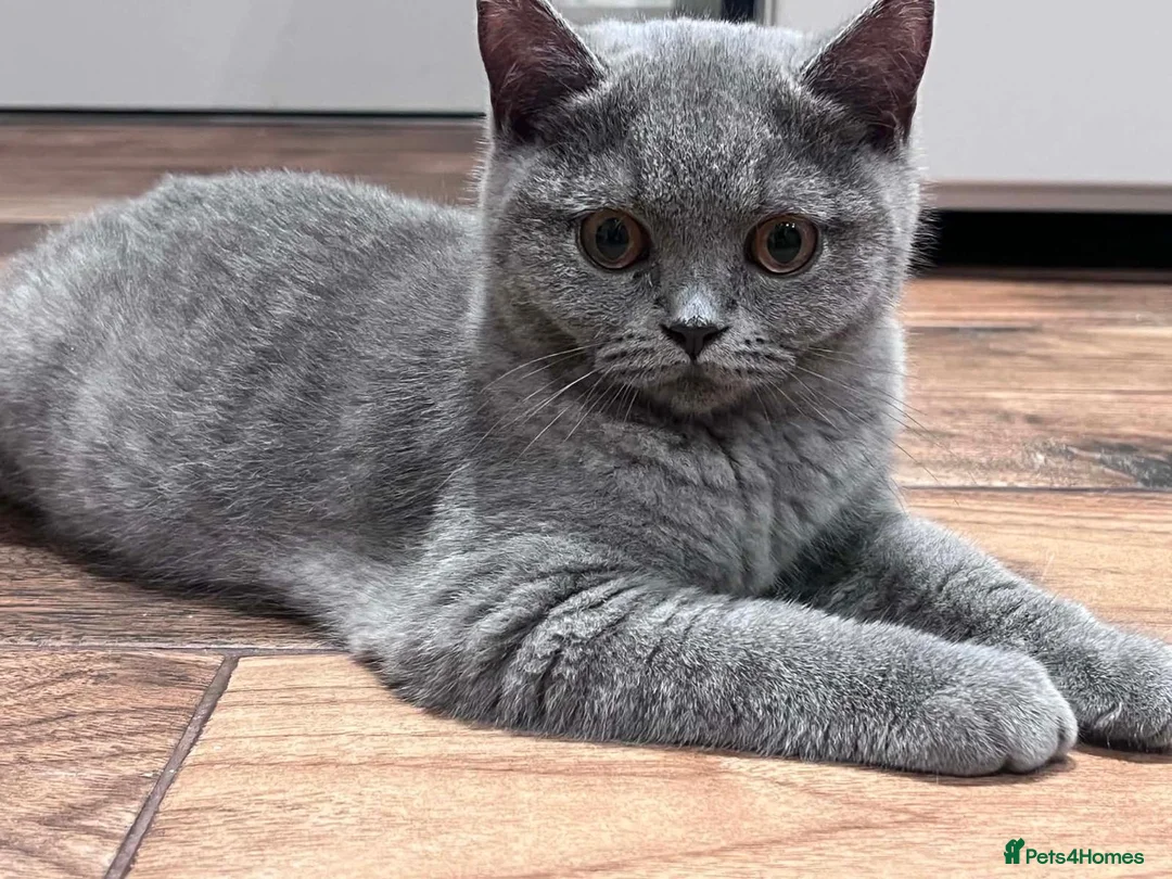 British Shorthair cats for sale: 👑🏆GCCF Registered British Shorthair Kittens🏆👑 - Advert 1