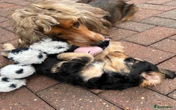 Cocker Spaniel dogs for sale: Sable cockerspaniel puppies - Image 22