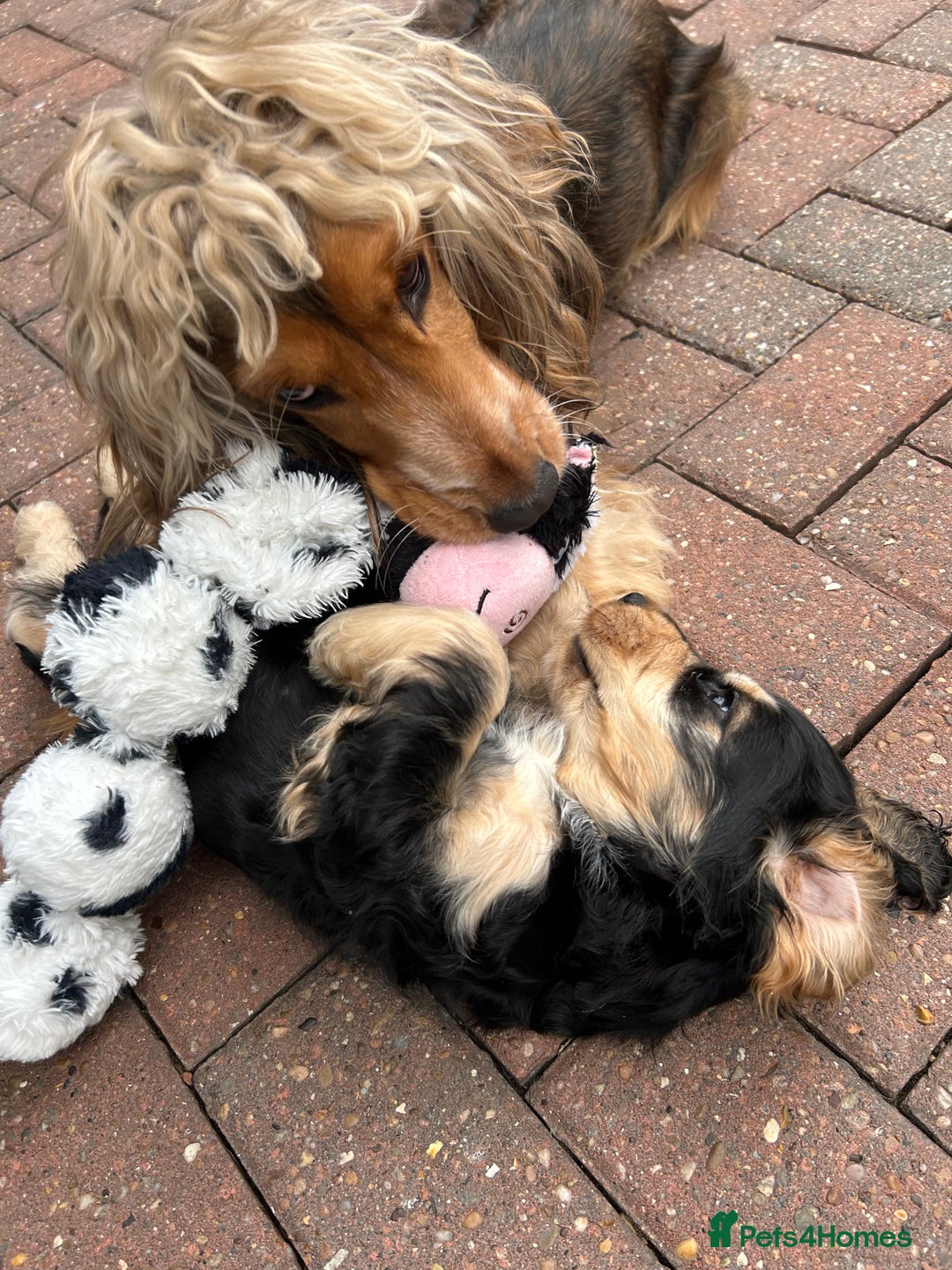 Cocker Spaniel dogs for sale: Sable cockerspaniel puppies - Image 22