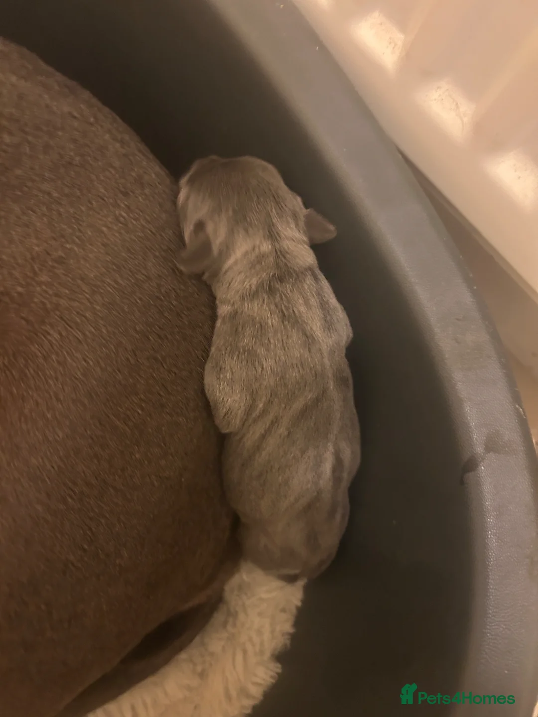 Staffordshire Bull Terrier dogs for sale: Paisley and Prince Charming  - Advert 8