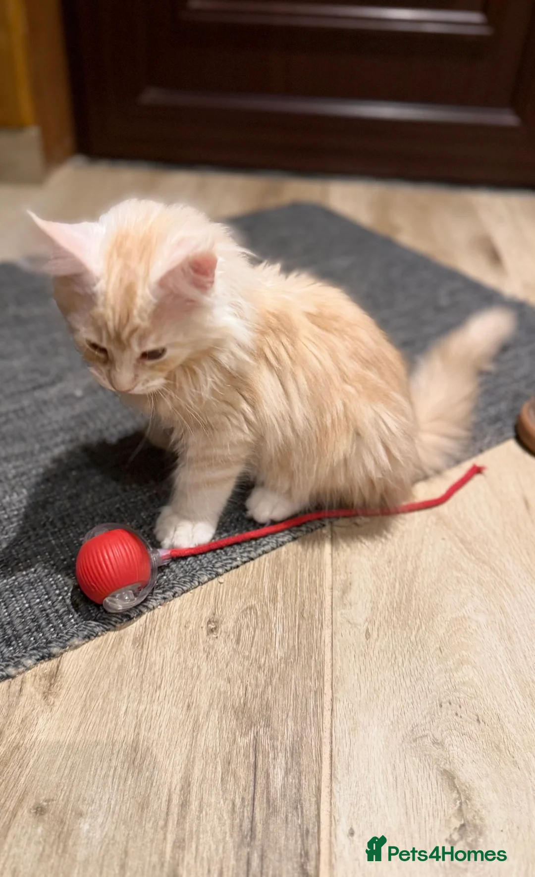 Maine Coon cats for sale: Beautiful Maine Coon Boys Aberdeen  - Advert 6