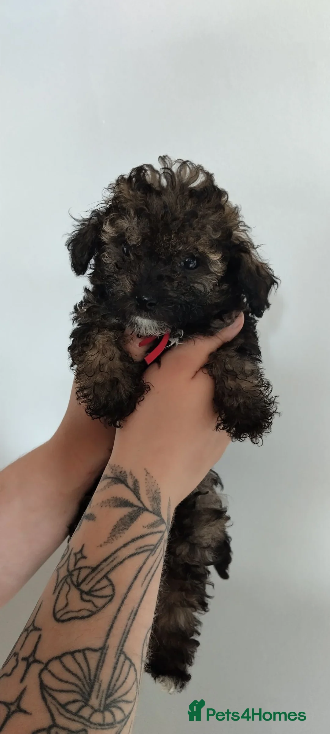 Poochon dogs for sale: ❤️READY NOW! Phantom Poochon pups❤️ - Advert 6