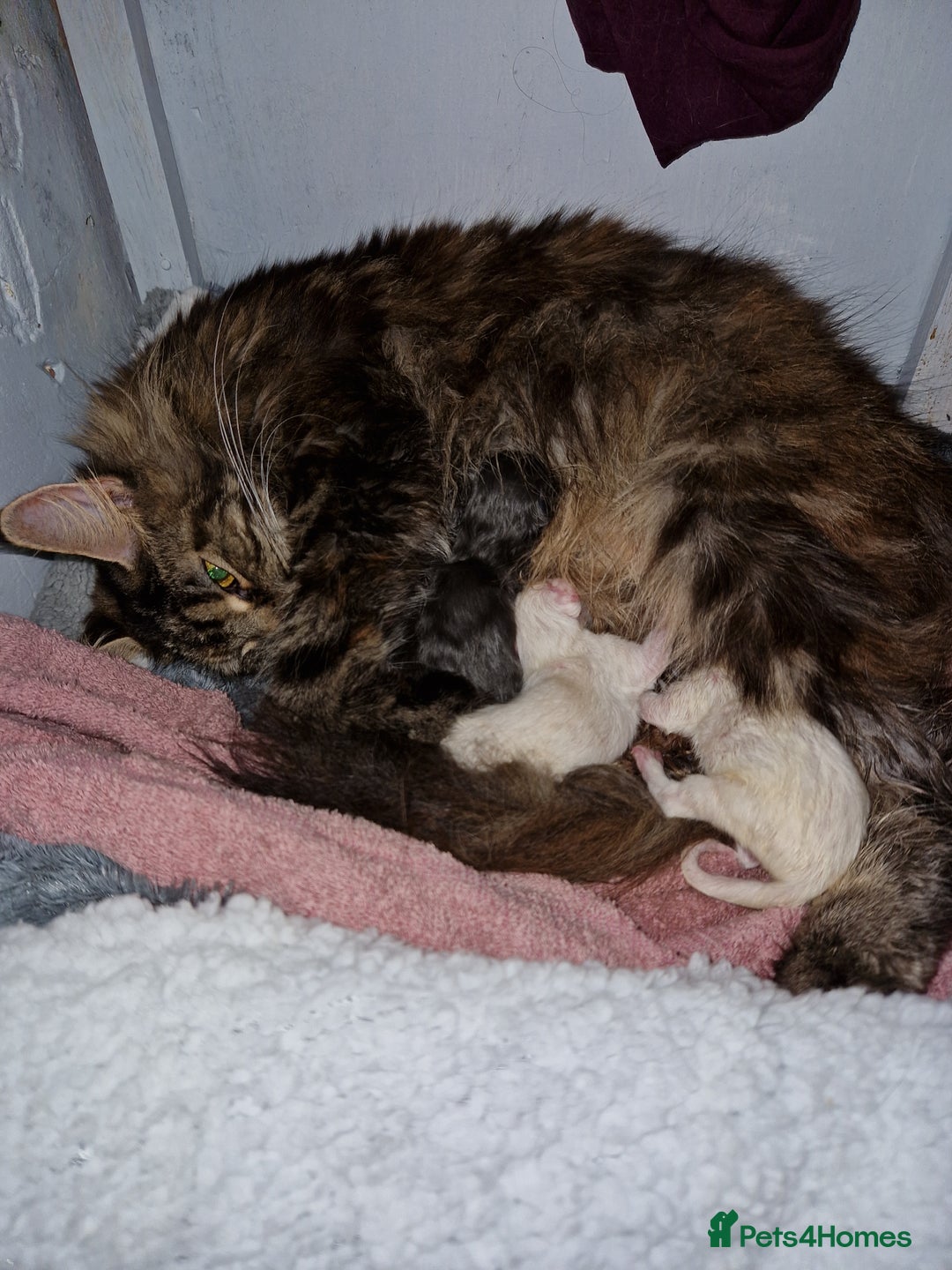 Maine Coon cats for sale: Kittens x 3 Female maine coon stunning girlies - Image 6