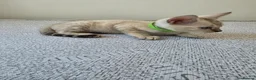 Bengal cats for sale: Snow bengal tica active - Advert 36