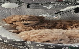 Mixed Breed dogs for sale: Lovely Cotton noodle male - Advert 1