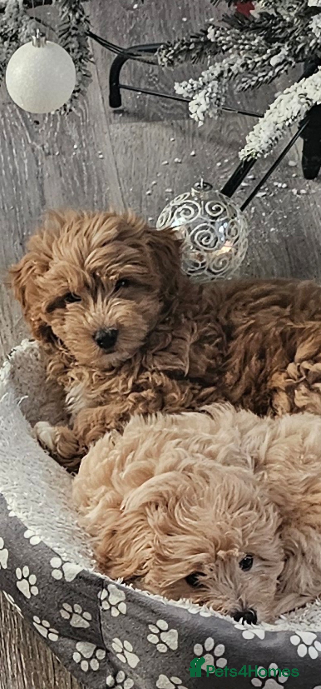 Mixed Breed dogs for sale: Lovely Cotton noodle male - Advert 1