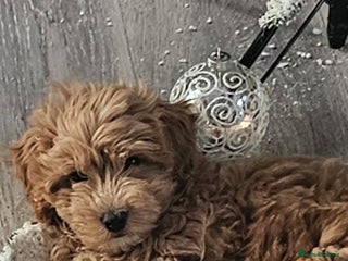 Mixed Breed dogs for sale: Lovely Cotton noodle male - Advert 1