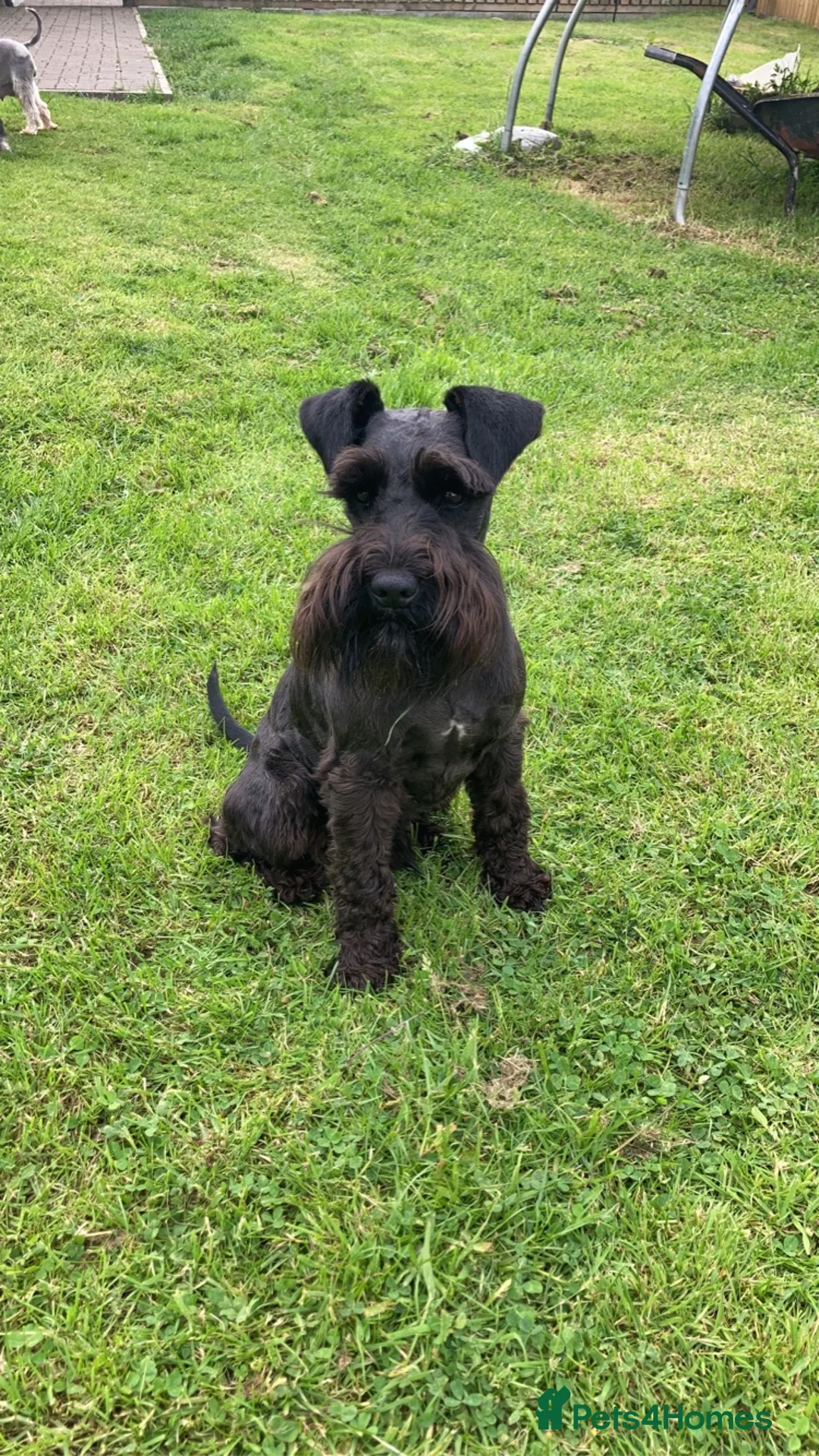 Miniature Schnauzer dogs for stud: KC HEALTH TESTED MINIATURE SCHNAUZER FOR STUD  in Carluke - Advert 2