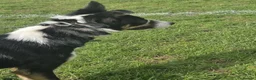 Border Collie dogs for sale: Border Collie For Sale in Wirral - Advert 2
