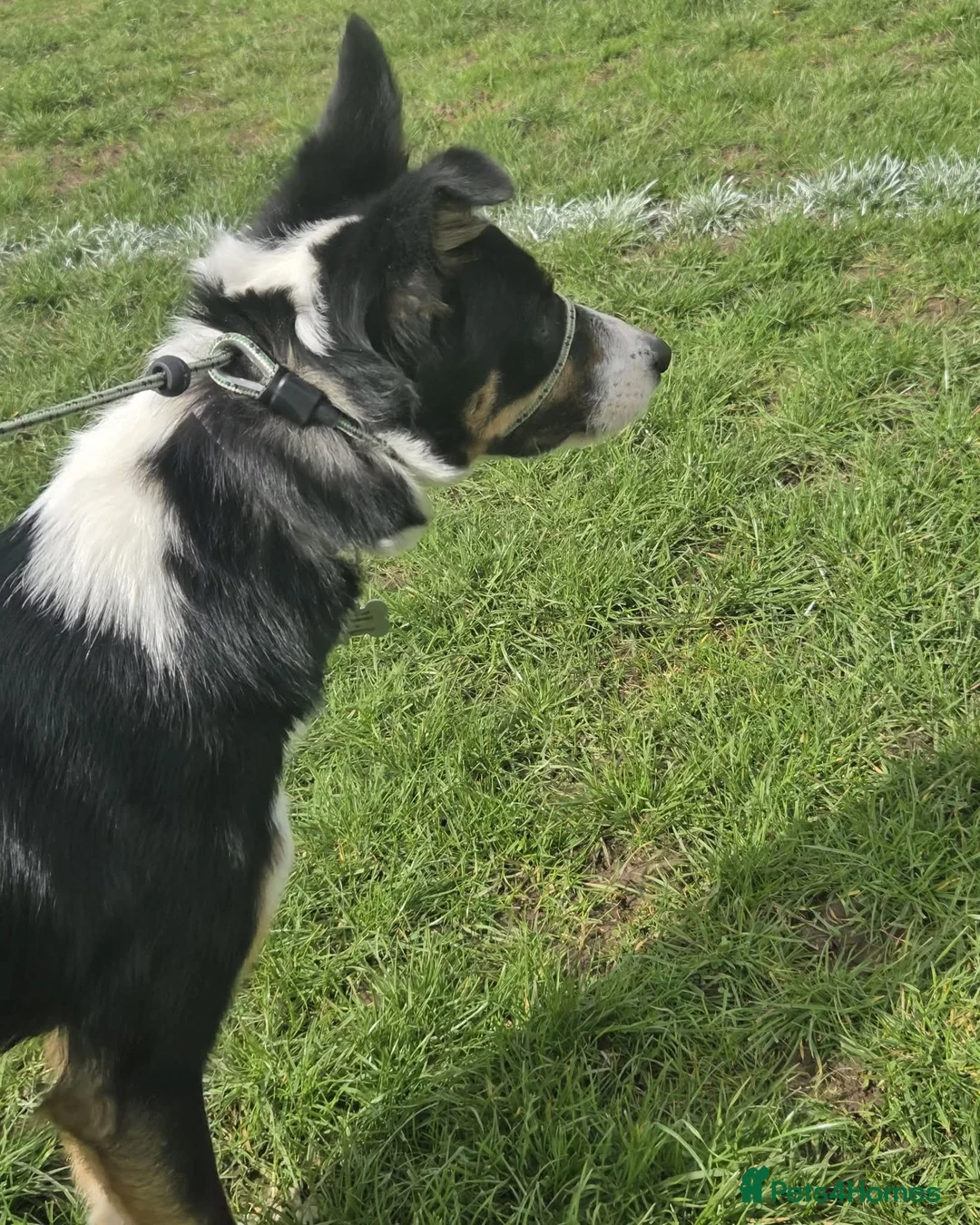 Border Collie dogs for sale: Border Collie For Sale in Wirral - Advert 2