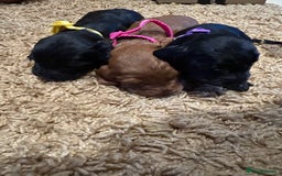 Cockapoo dogs for sale: Cockapoos puppies  - Image 7