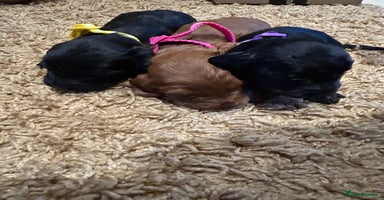 Cockapoo dogs - Advert 6