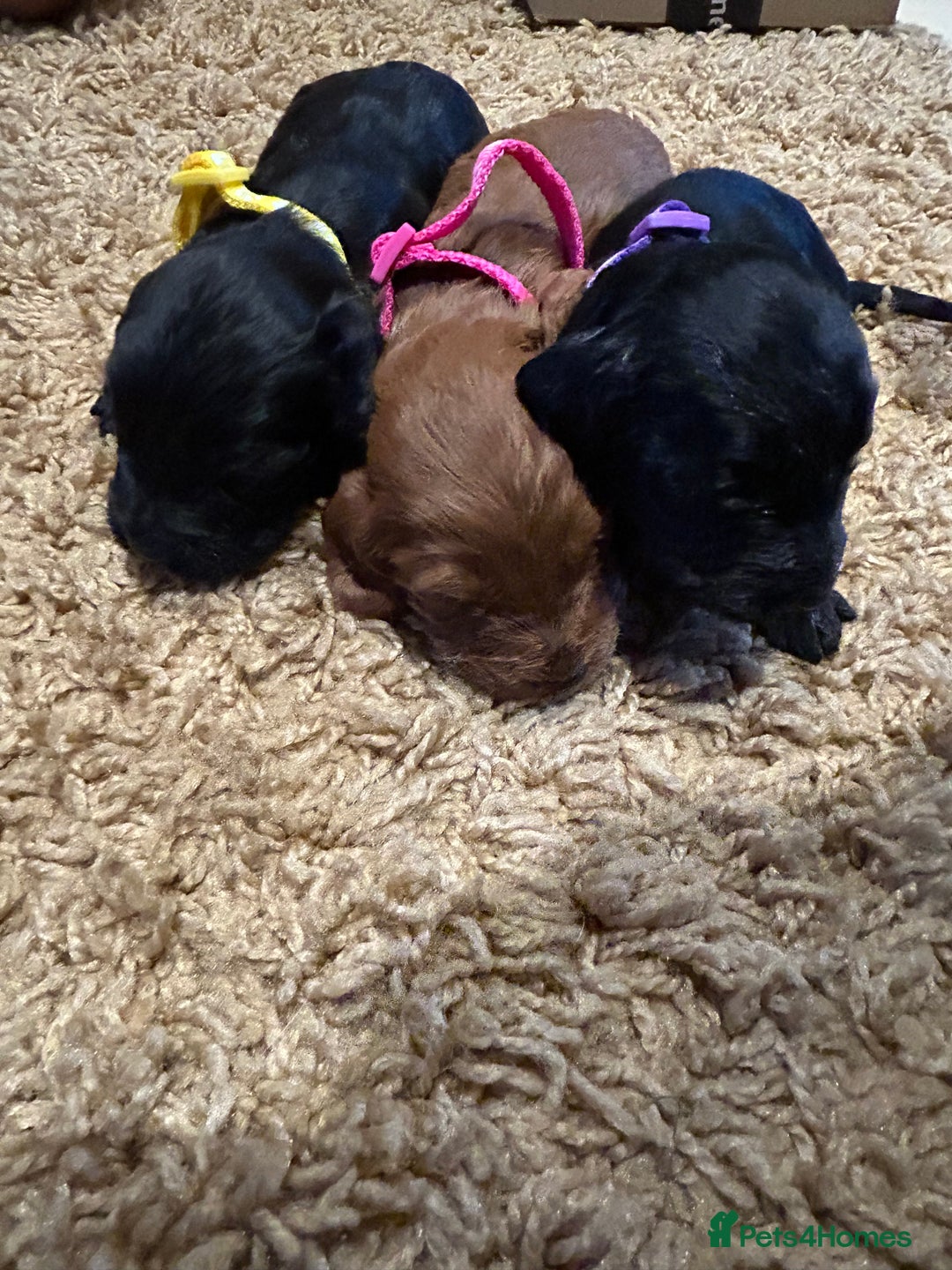 Cockapoo dogs for sale: Cockapoos puppies  - Image 7