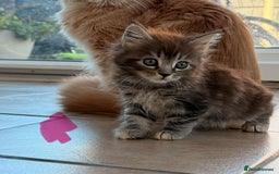 Maine Coon cats for sale: 🐾 Maine Coon Kittens X needing forever home 🐾 - Image 16