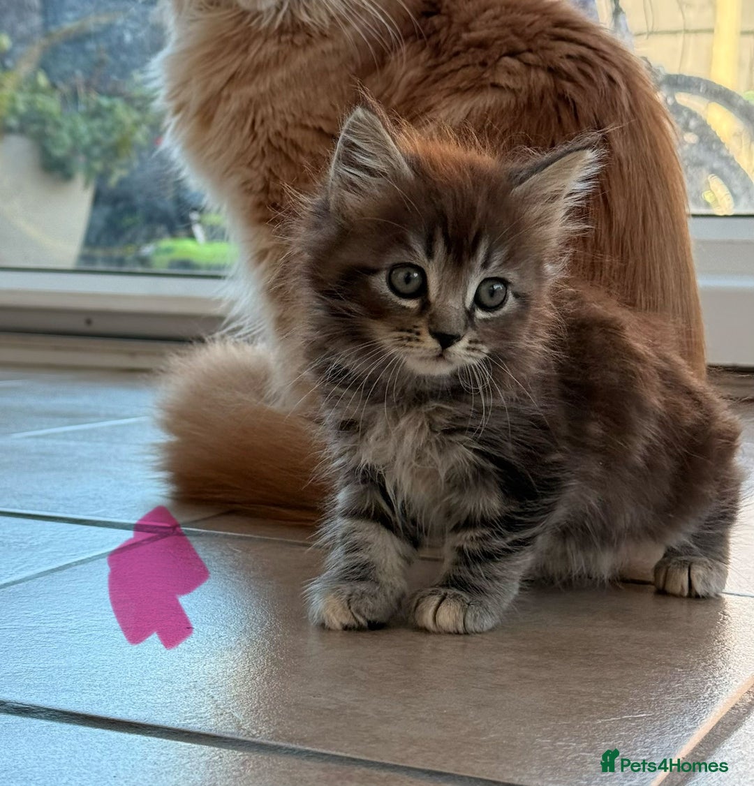 Maine Coon cats for sale: 🐾 Maine Coon Kittens X needing forever home 🐾 - Image 16