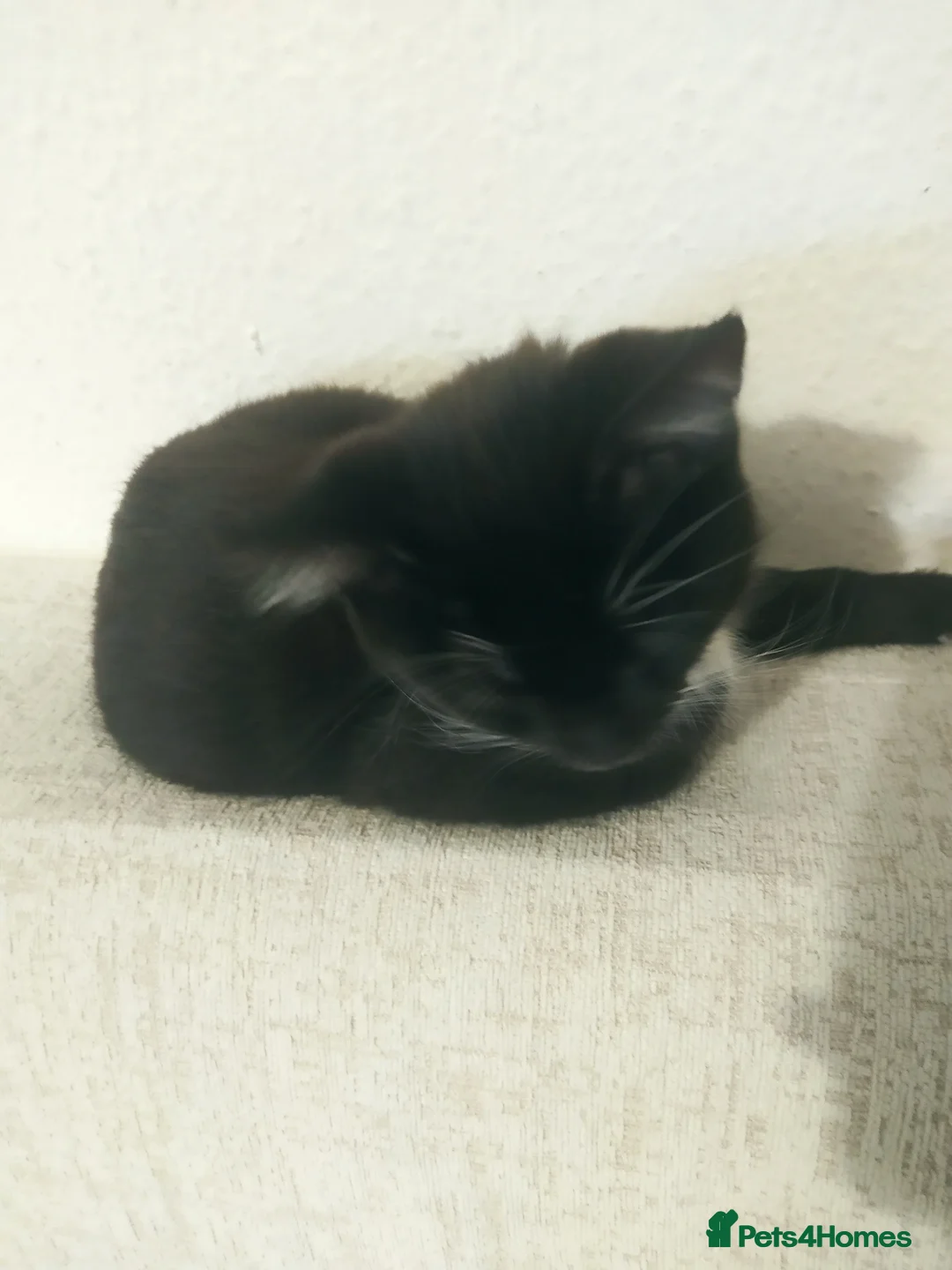 Mixed Breed cats for sale: Ready to go adorable male kitten - Advert 8