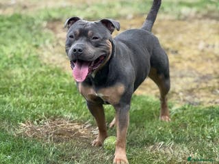 Staffordshire Bull Terrier dogs Bear the Tri-Colour Staffy - Advert 4