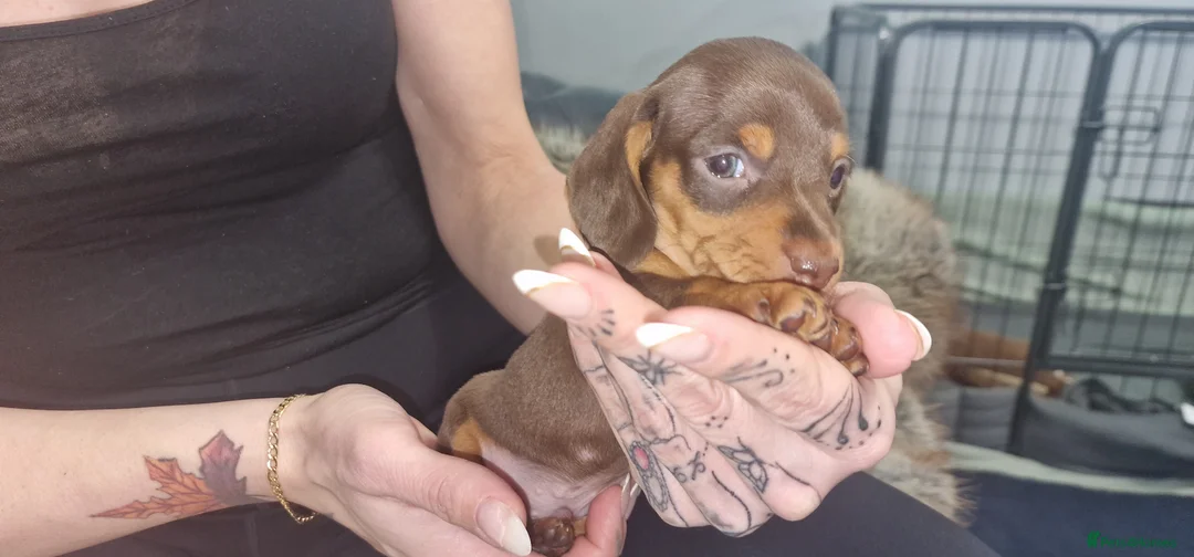 Dachshund dogs for sale: Miniature dachshund puppies ONLY 1 LEFT. - Advert 24