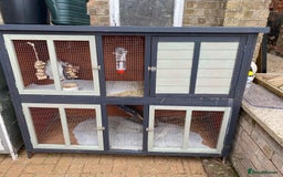 Mini Lop rabbits for sale: Mini lop male rabbit and cage - Image 3