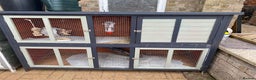 Mini Lop rabbits for sale: Mini lop male rabbit and cage - Advert 3