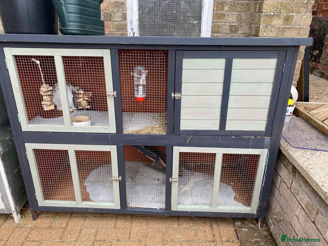 Mini Lop rabbits for sale: Mini lop male rabbit and cage - Image 3