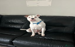 Mixed Breed dogs for sale: Dexter  - Image 3