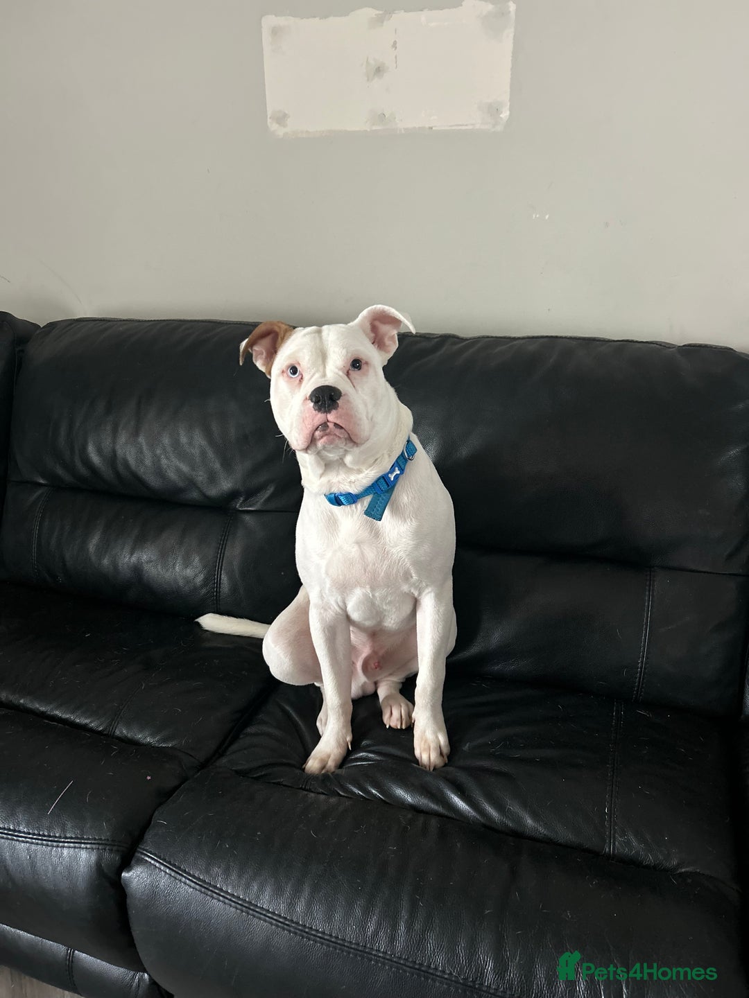 Mixed Breed dogs for sale: Dexter  - Image 3