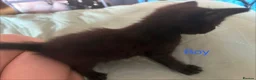 Mixed Breed cats for sale: 4 beautiful kittens for sale  - Advert 9