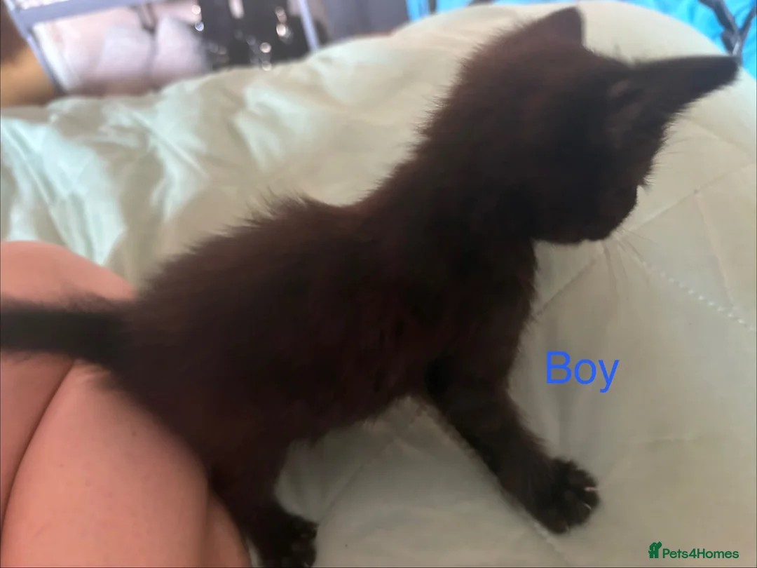 Mixed Breed cats for sale: 4 beautiful kittens for sale  - Advert 9