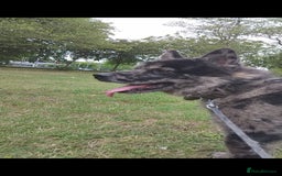 Mixed Breed dogs for sale: 17 month old chow chow x malamute  - Image 4