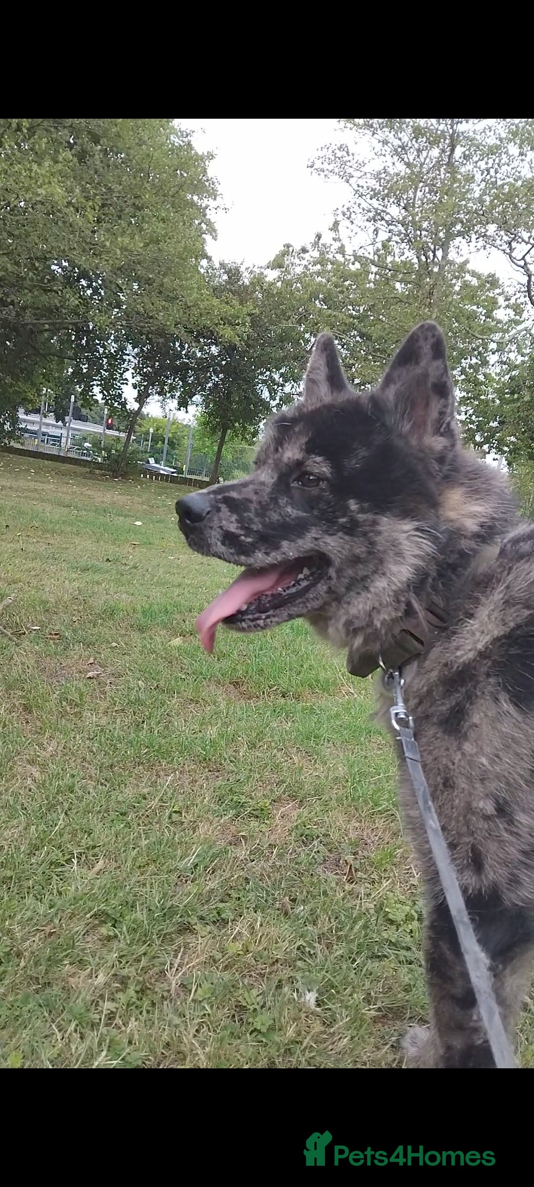 Mixed Breed dogs for sale: 17 month old chow chow x malamute  - Image 4