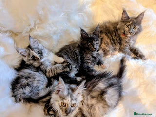 Maine Coon cats Main Coon kittens for sale - Advert 4