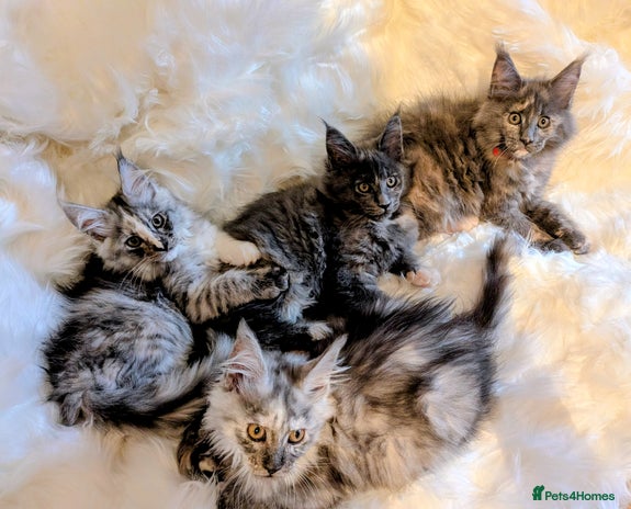 Maine Coon cats Main Coon kittens for sale - Advert 2