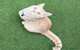 British Shorthair cats for sale: British Short Hair Cream Kitten in London - Image 1