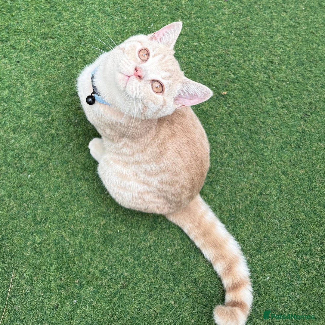 British Shorthair cats for sale: British Short Hair Cream Kitten in London - Image 1