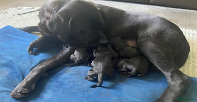 Labrador Retriever dogs - Advert 4