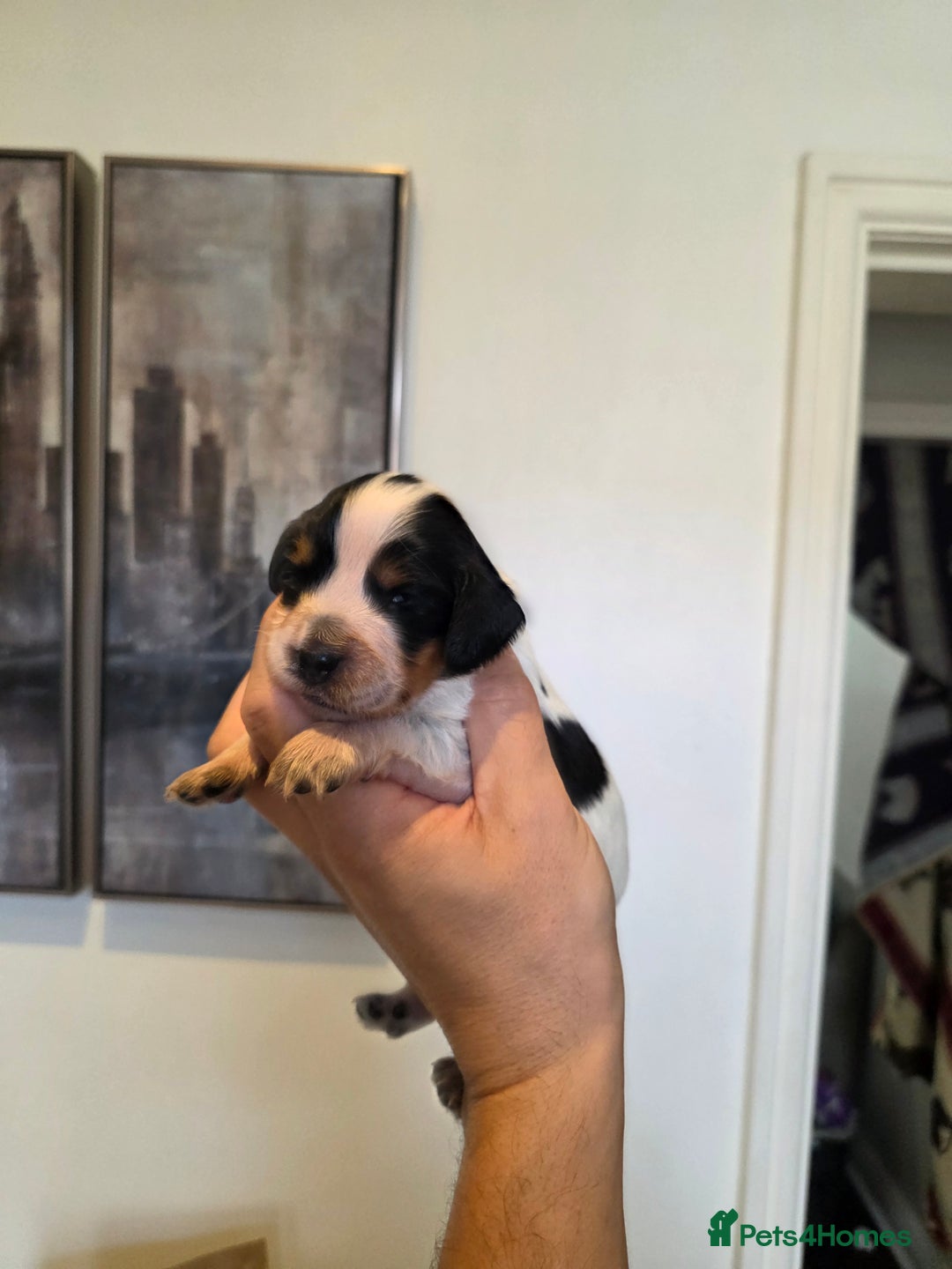 Cocker Spaniel dogs for sale: Kc registered mixed litter - Image 13