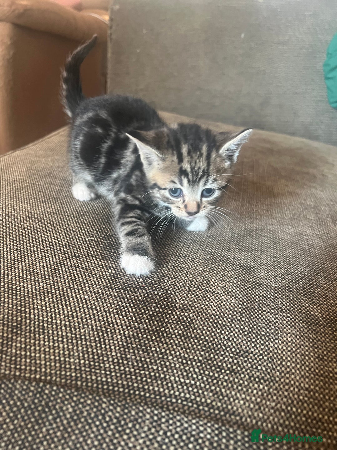 Persian cats for sale: Part pursian kittens for sale  - Image 8