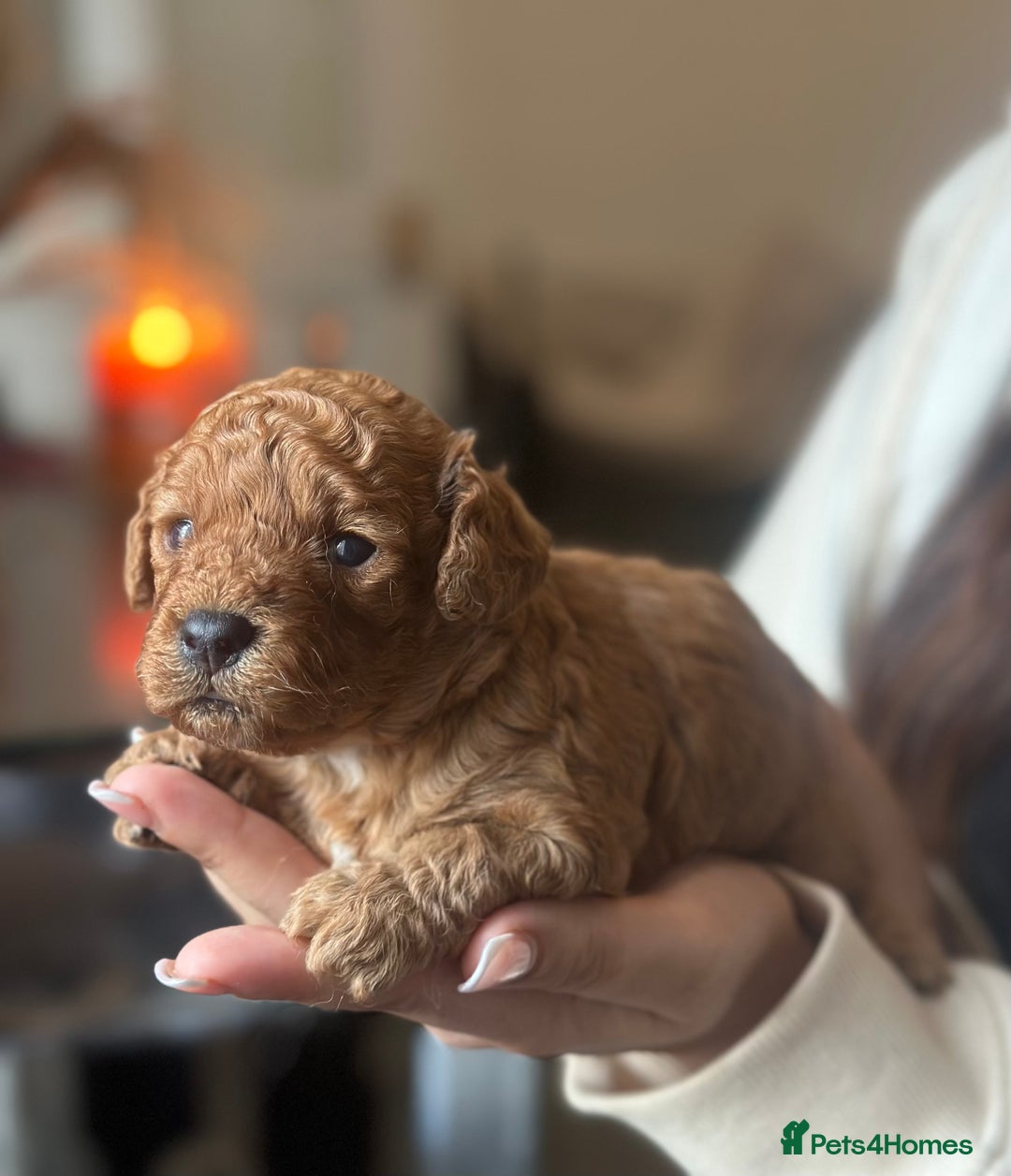 Cavapoo dogs for sale: Red Toy cavapoo puppies - Image 7