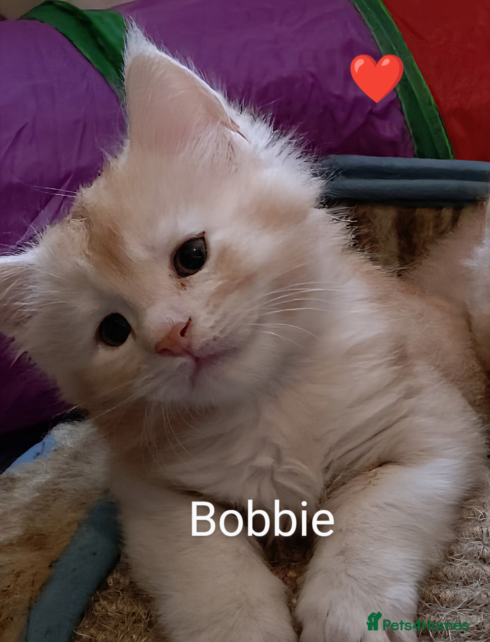 Maine Coon cats for sale: Maine coon boy kitten GCCF pedigree - Advert 8